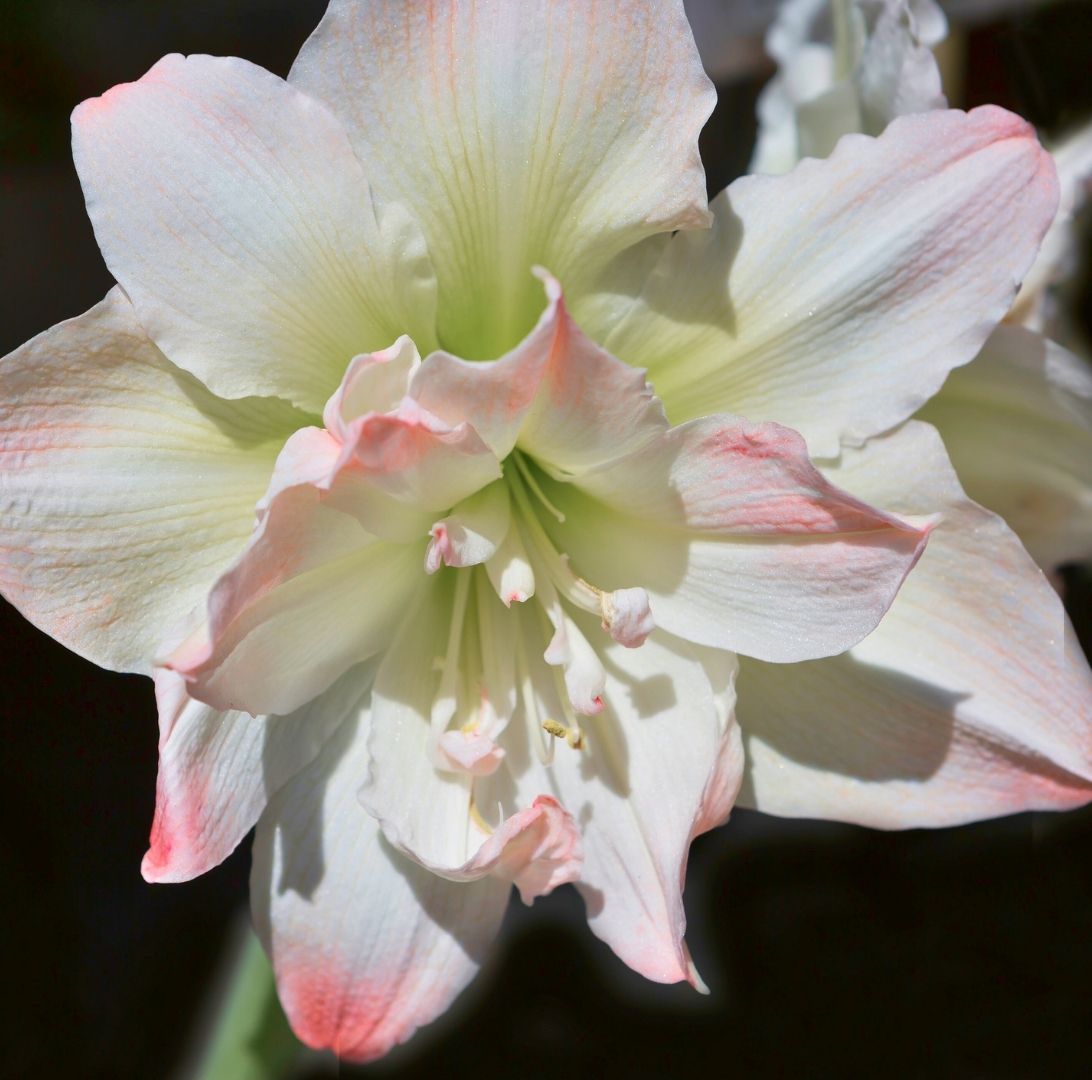 Amaryllis